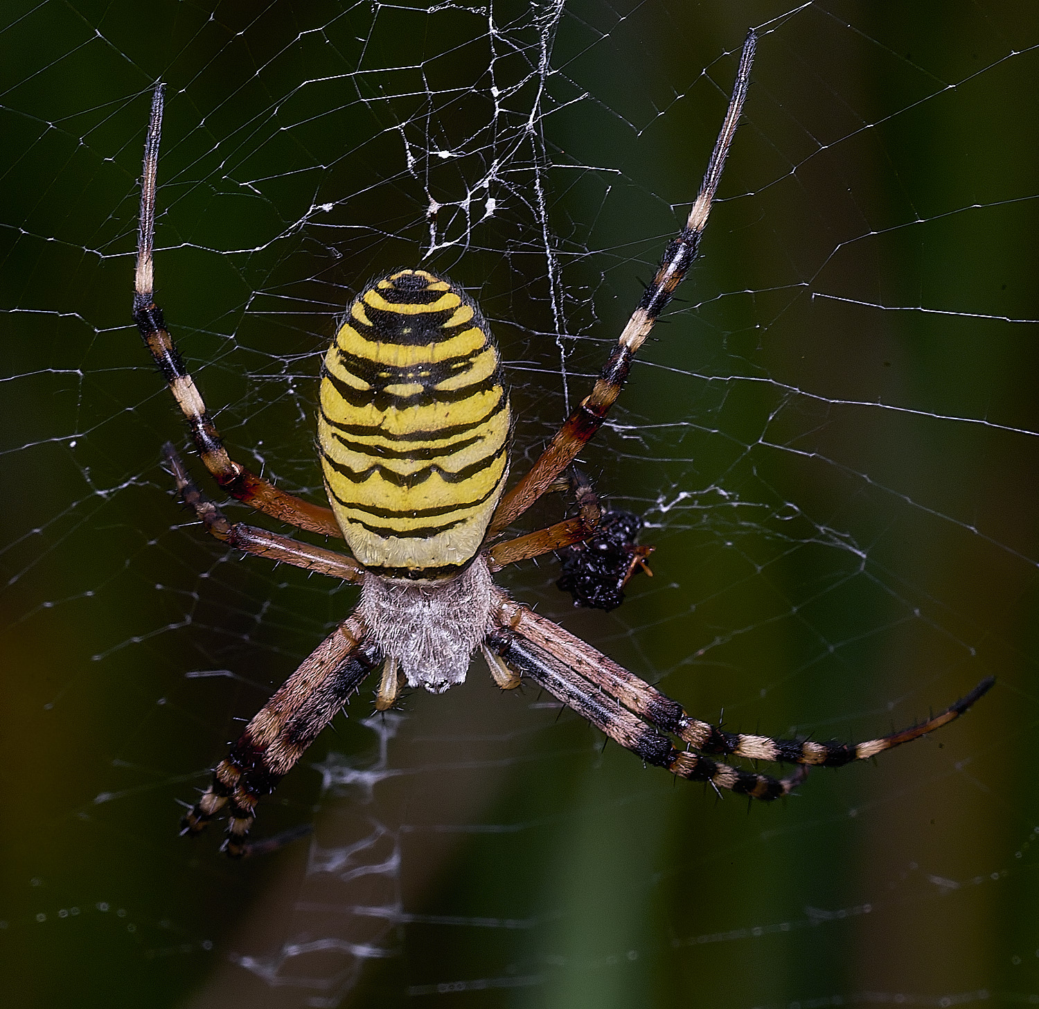 HorseyWaspSpider310725-1