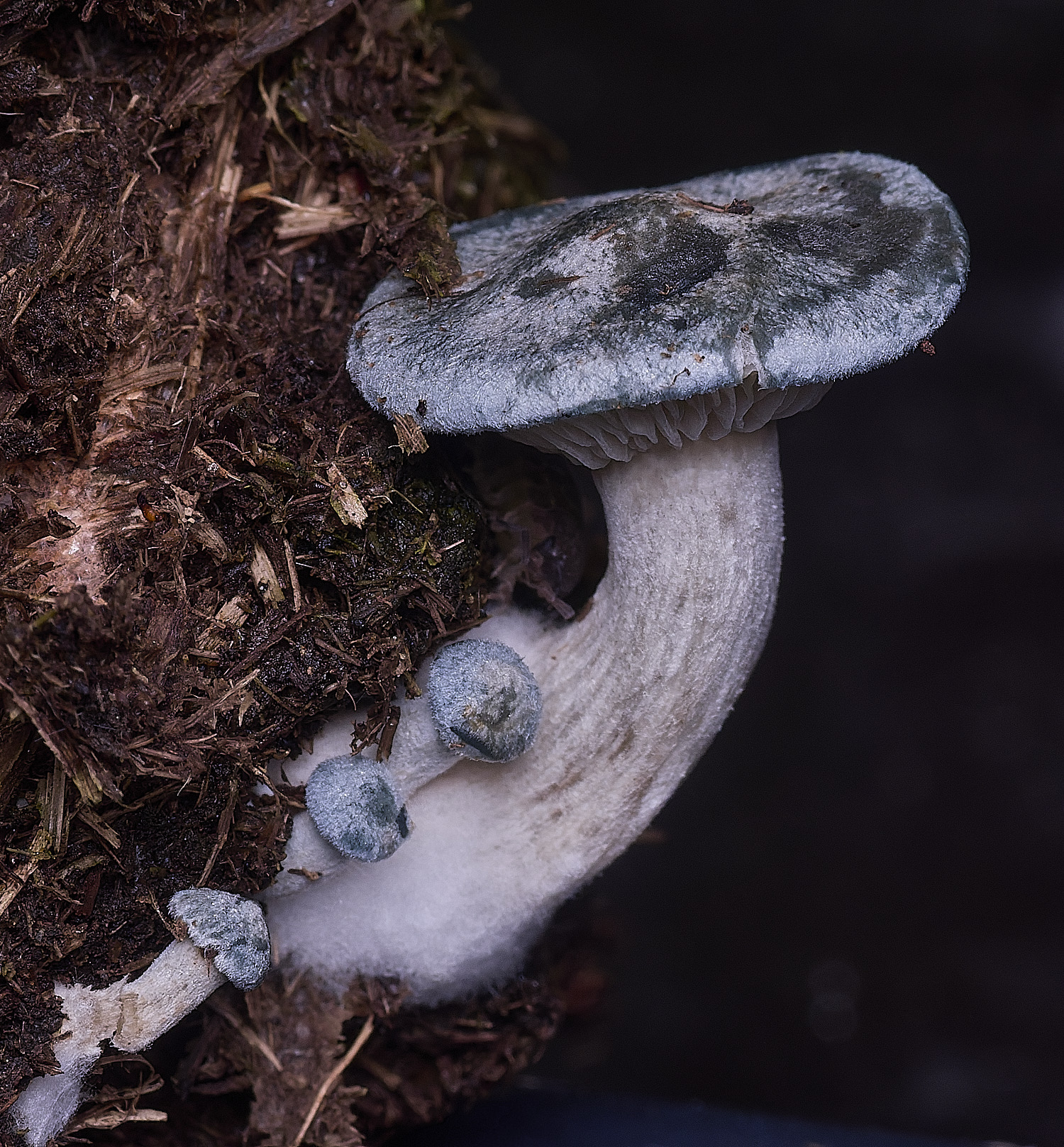 Jeremy&#39;sFungus070825-1