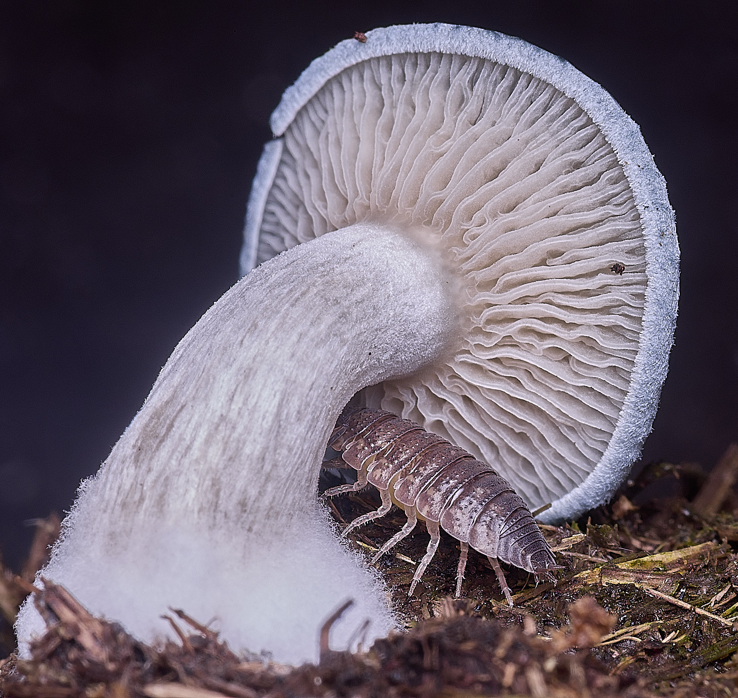 Jeremy&#39;sFungus070825-3