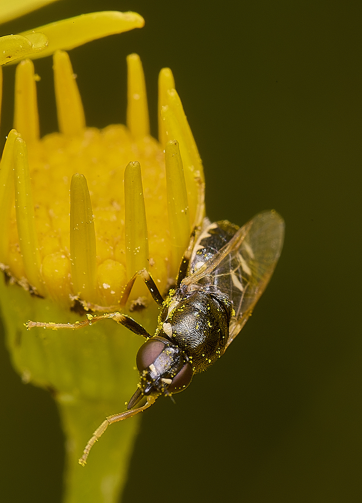 LittleEyeBarredSnout300725-1