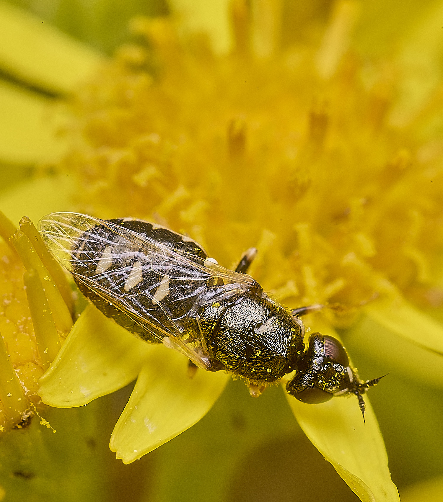 LittleEyeBarredSnout300725-2