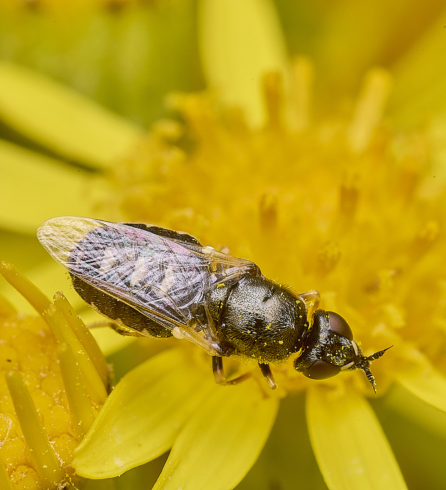 LittleEyeBarredSnout300725-3