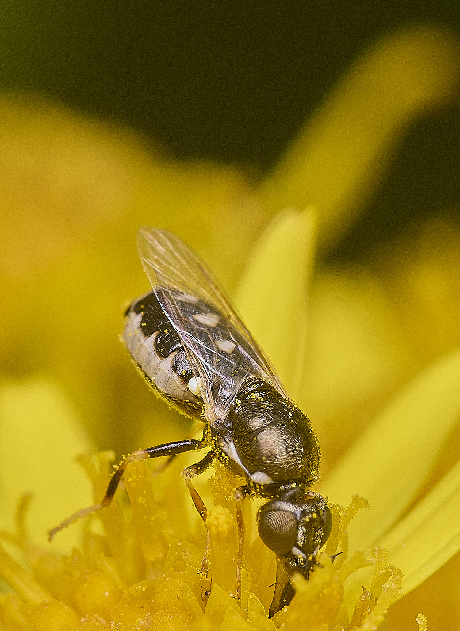 LittleEyeBarredSnout300725-4