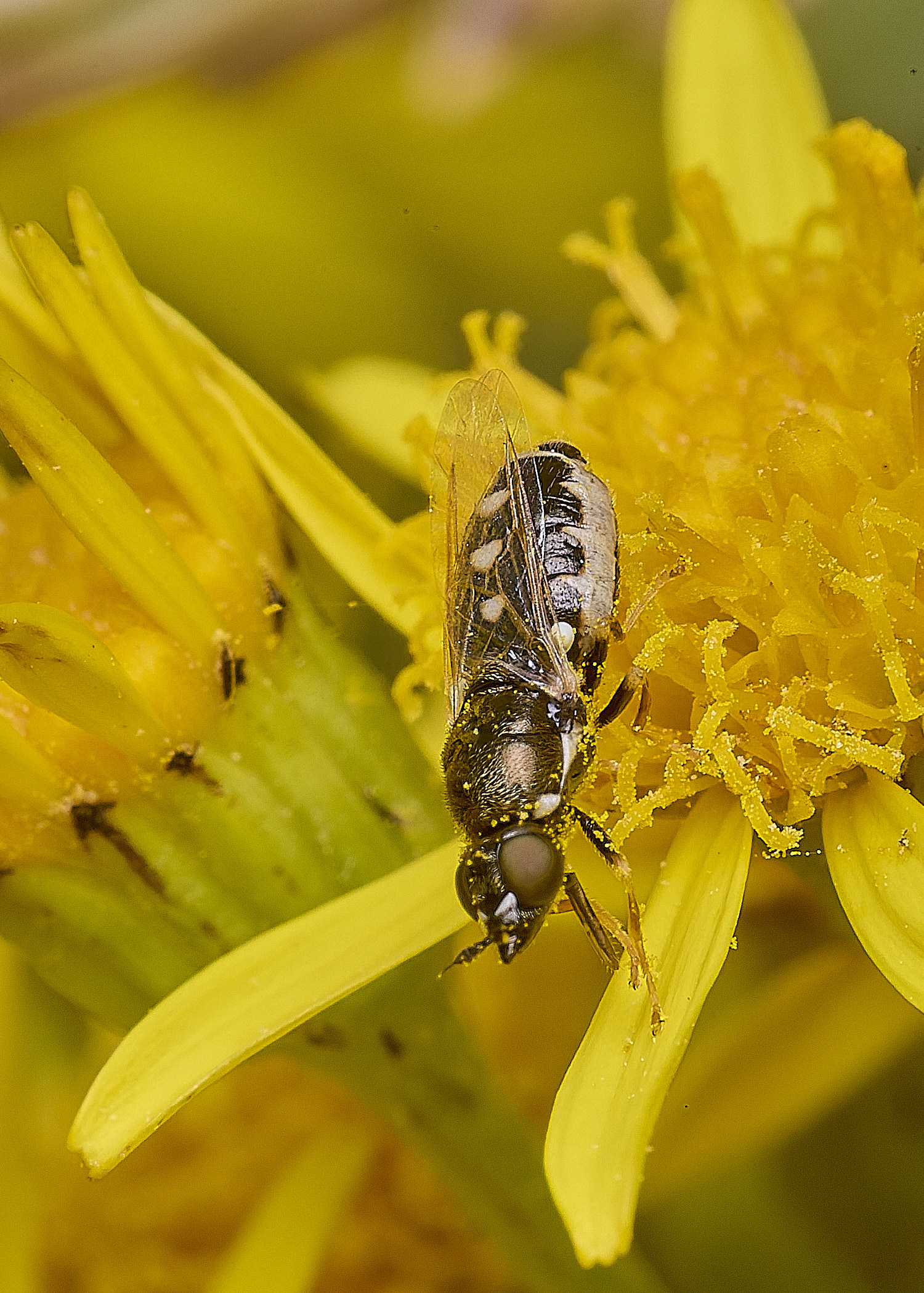 LittleEyeBarredSnout300725-5