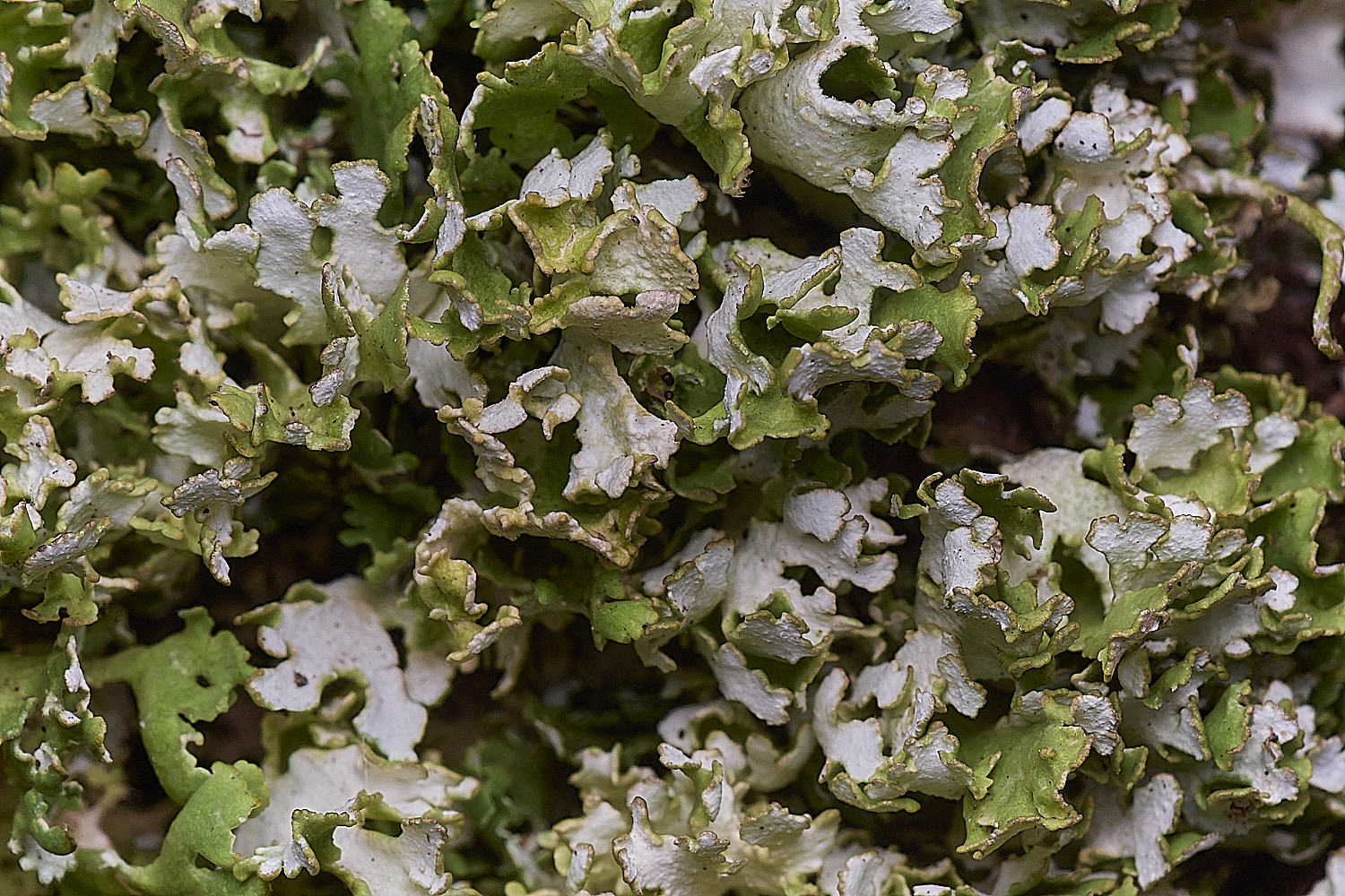 LittleEyeCfoliocea310825-1