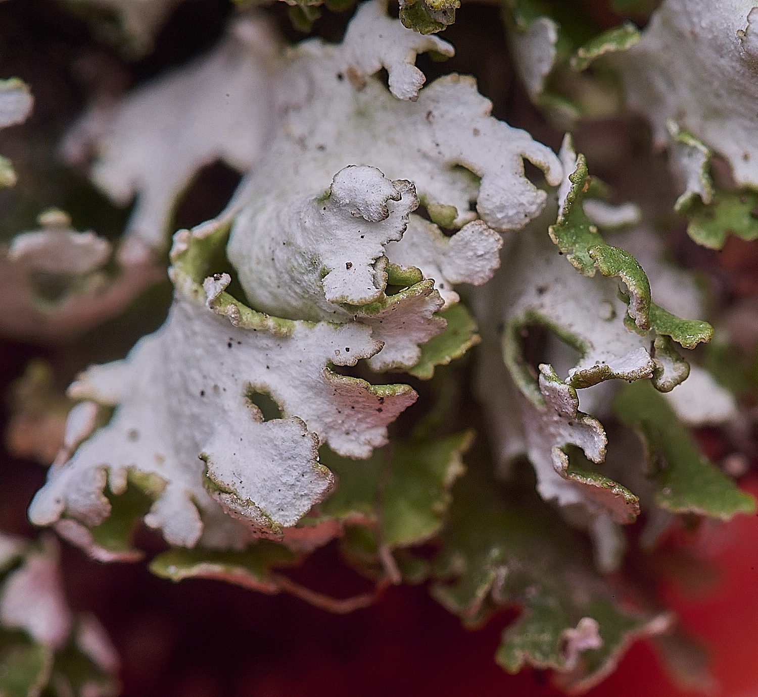 LittleEyeCfoliocea310825-2 1