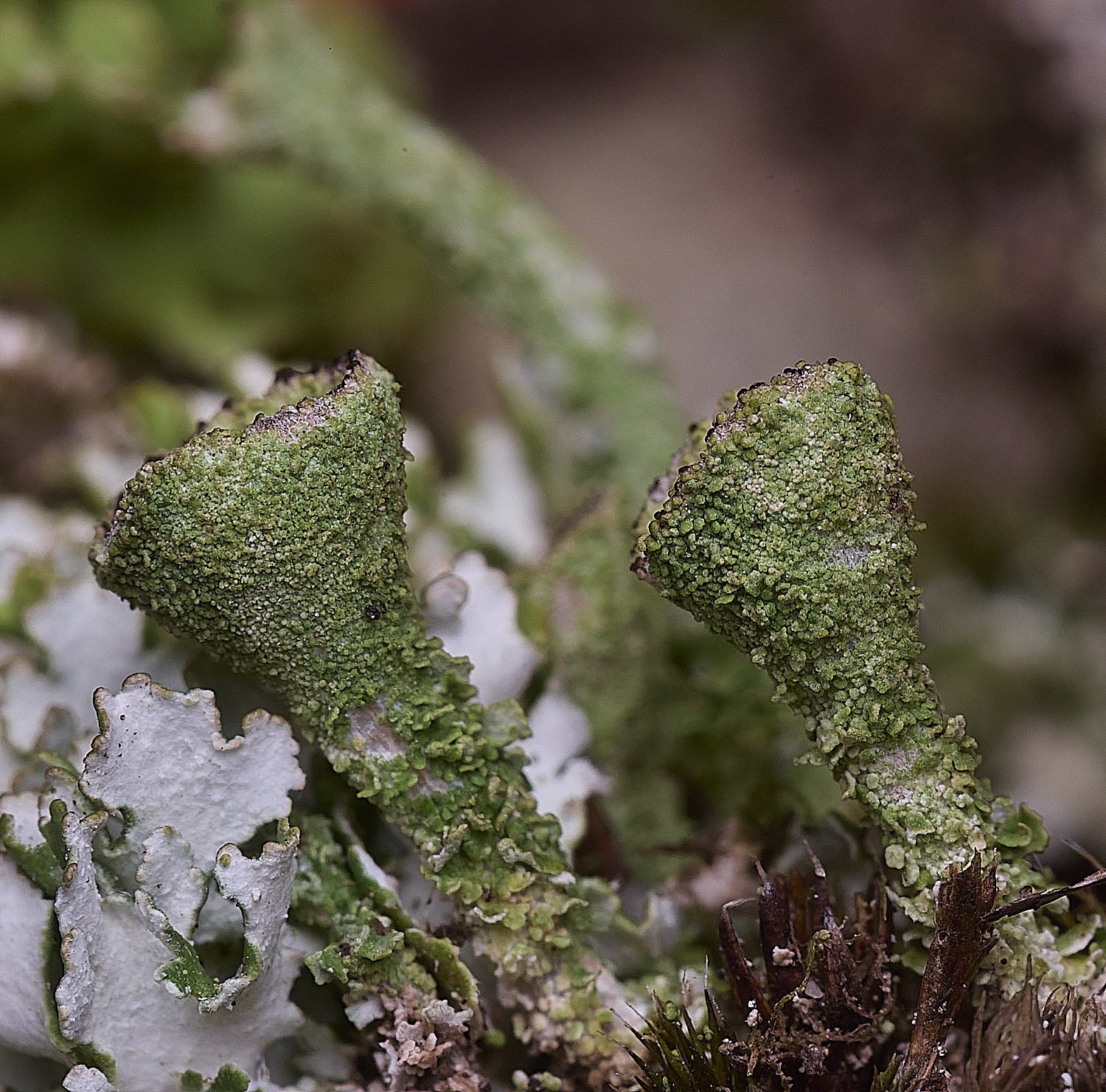 LittleEyeCfoliocea310825-3