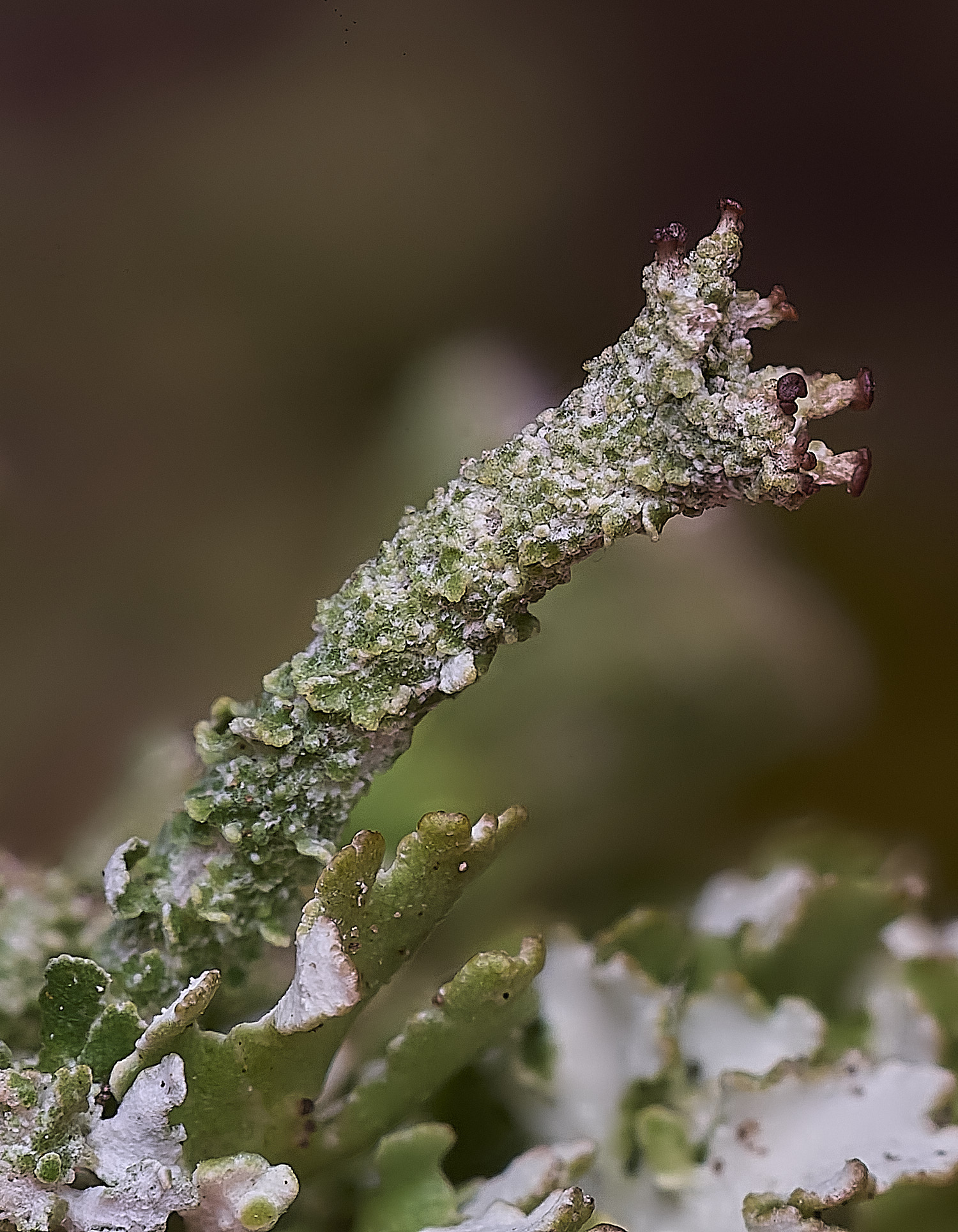 LittleEyeCfoliocea310825-5