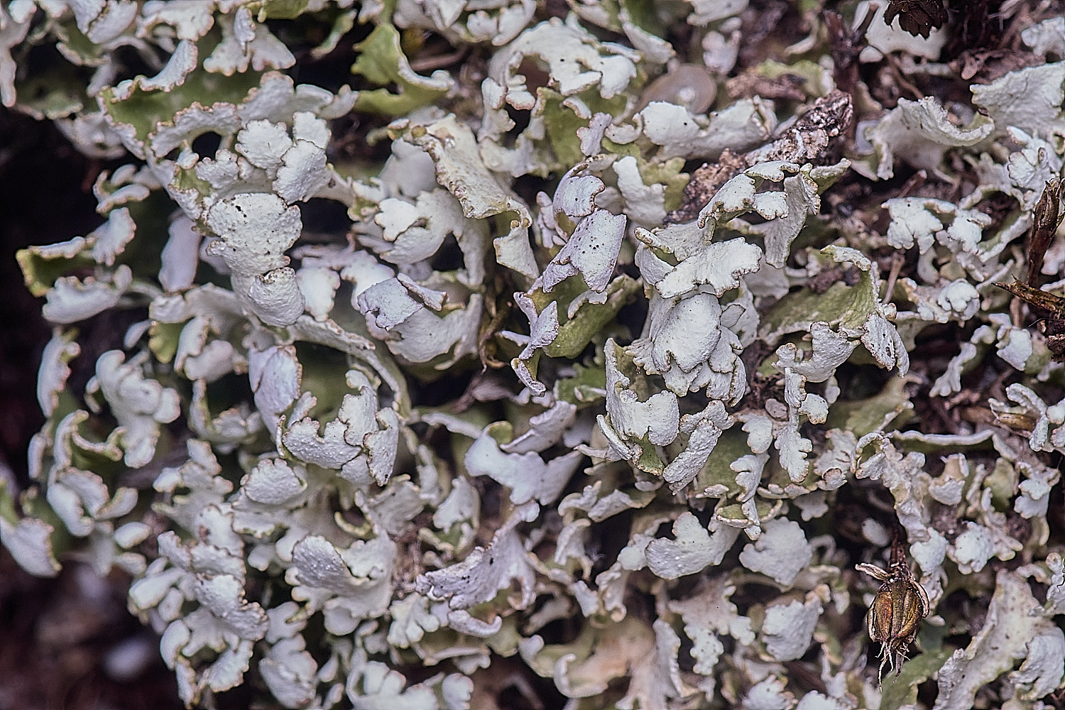 LittleEyeLichen310825-1 1