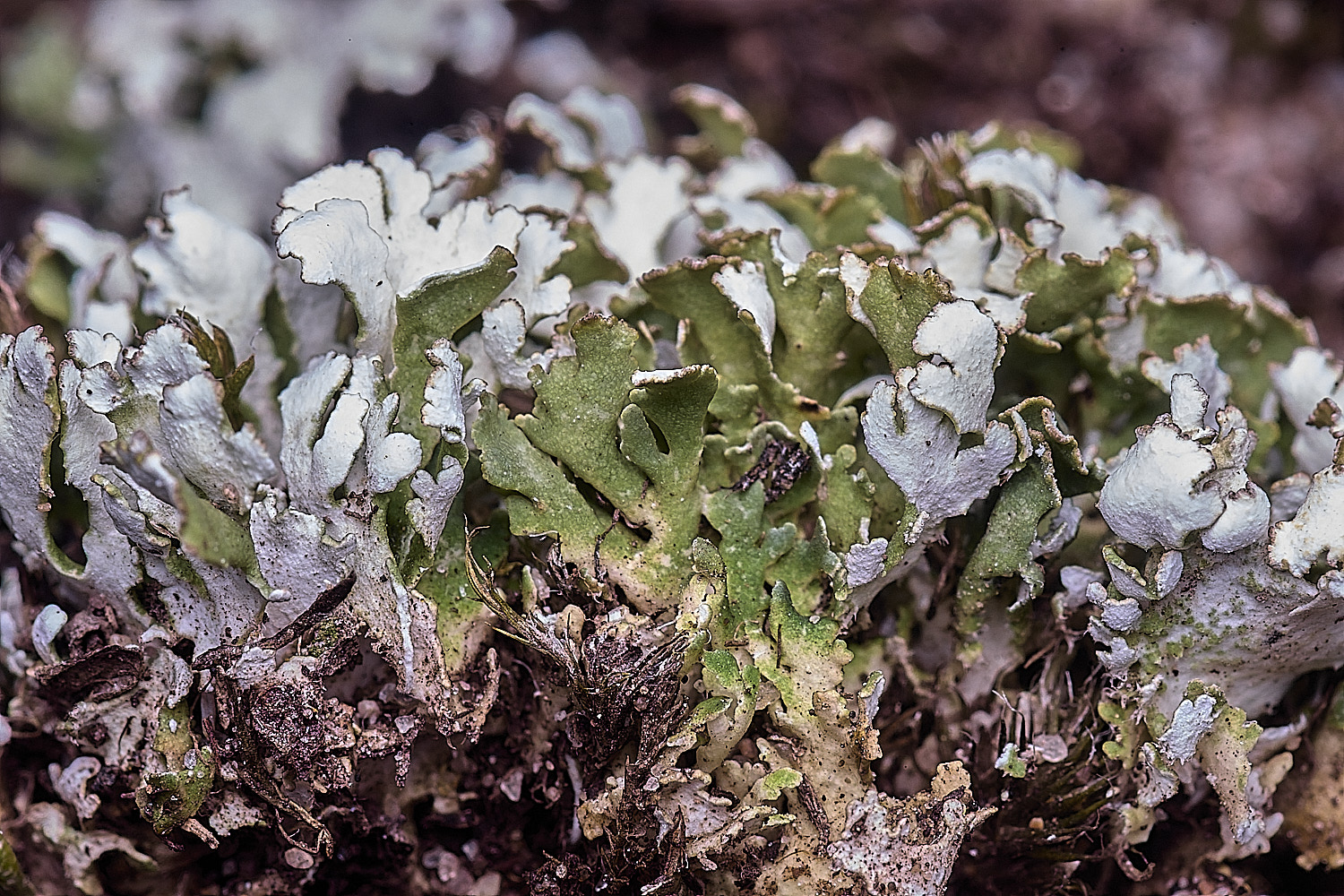 LittleEyeLichen310825-2