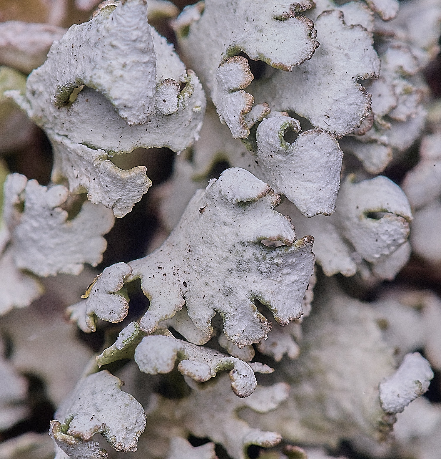 LittleEyeLichen310825-3