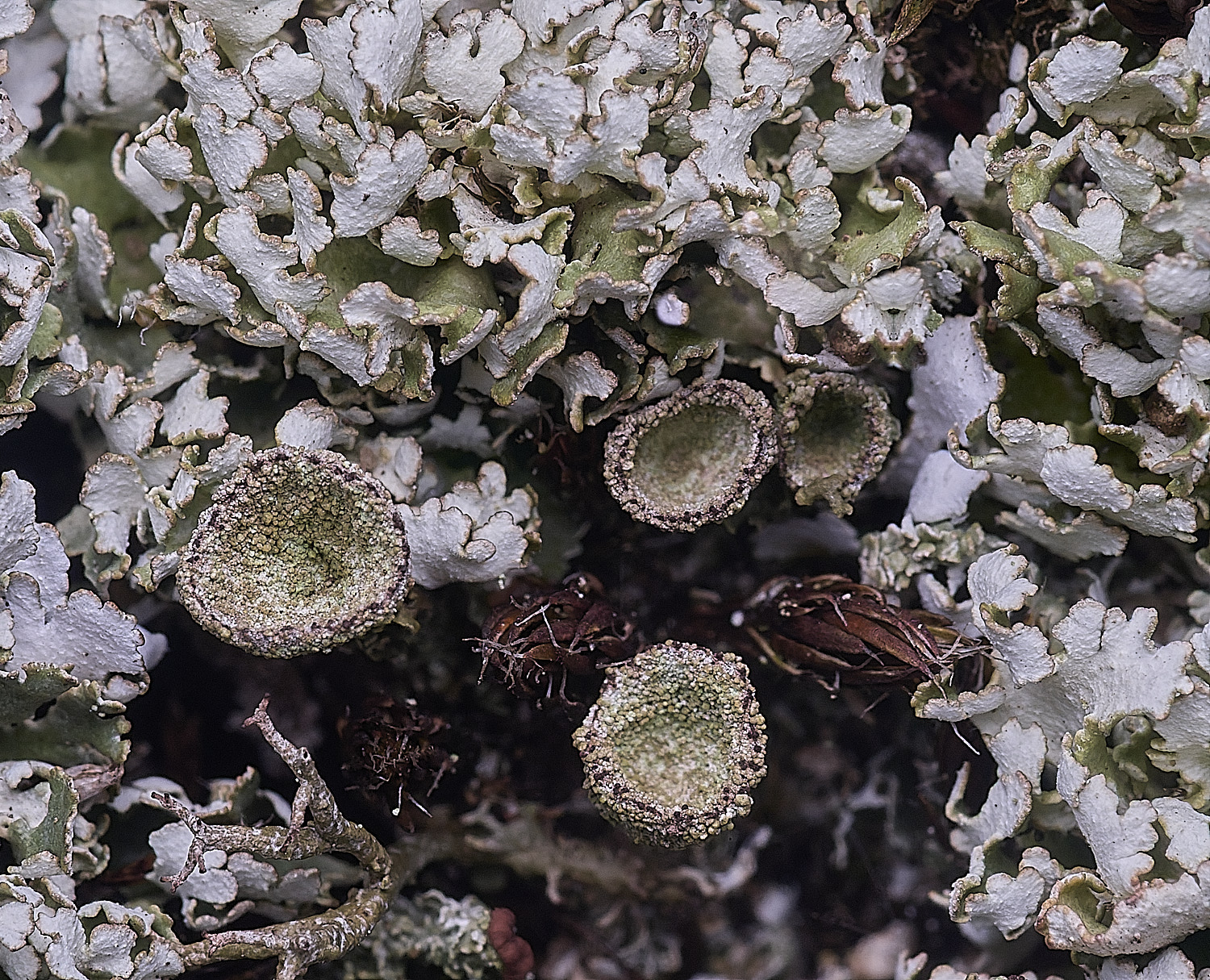 LittleEyeLichen310825-4