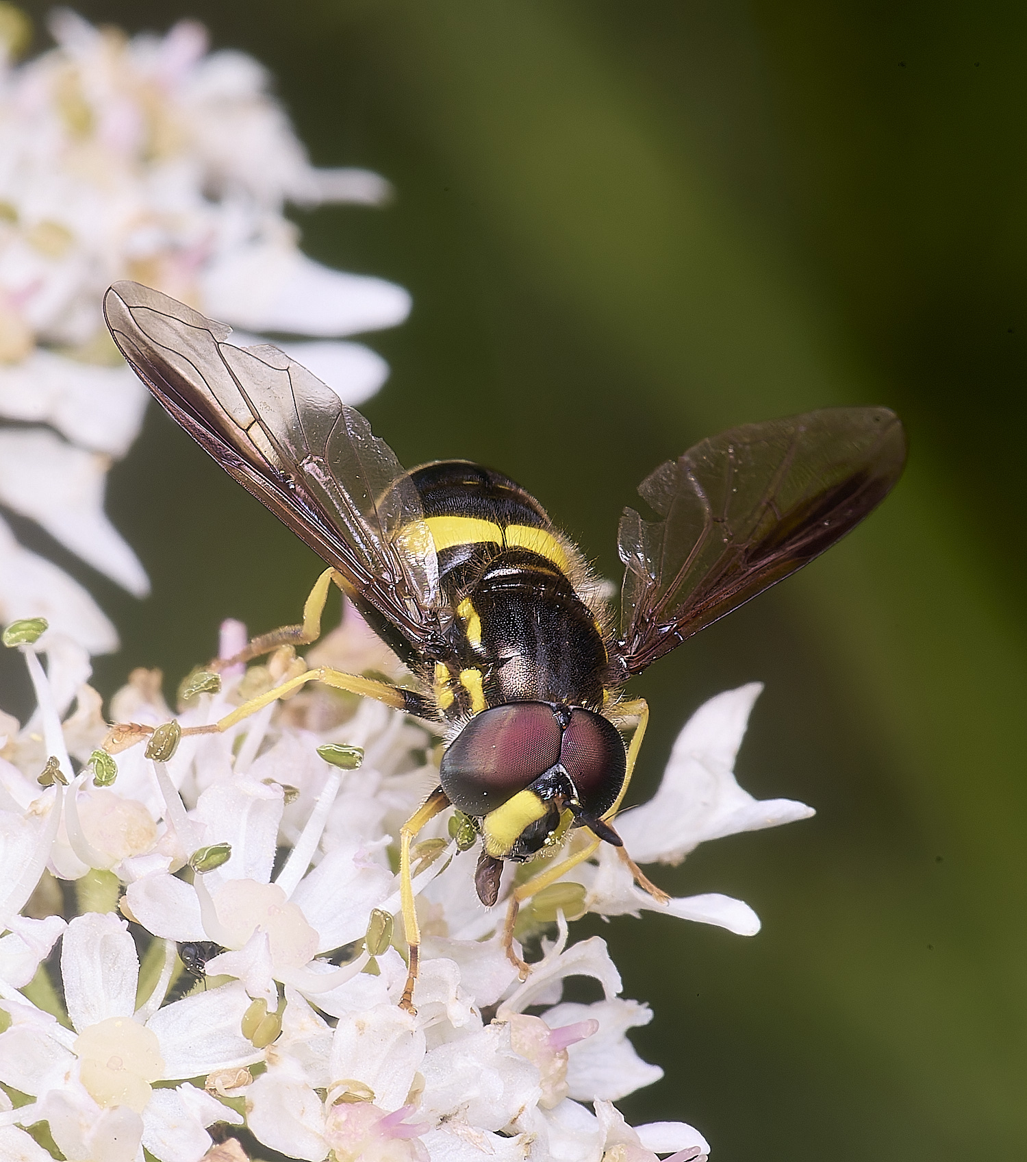 Marlingfordbicinctum090725-2