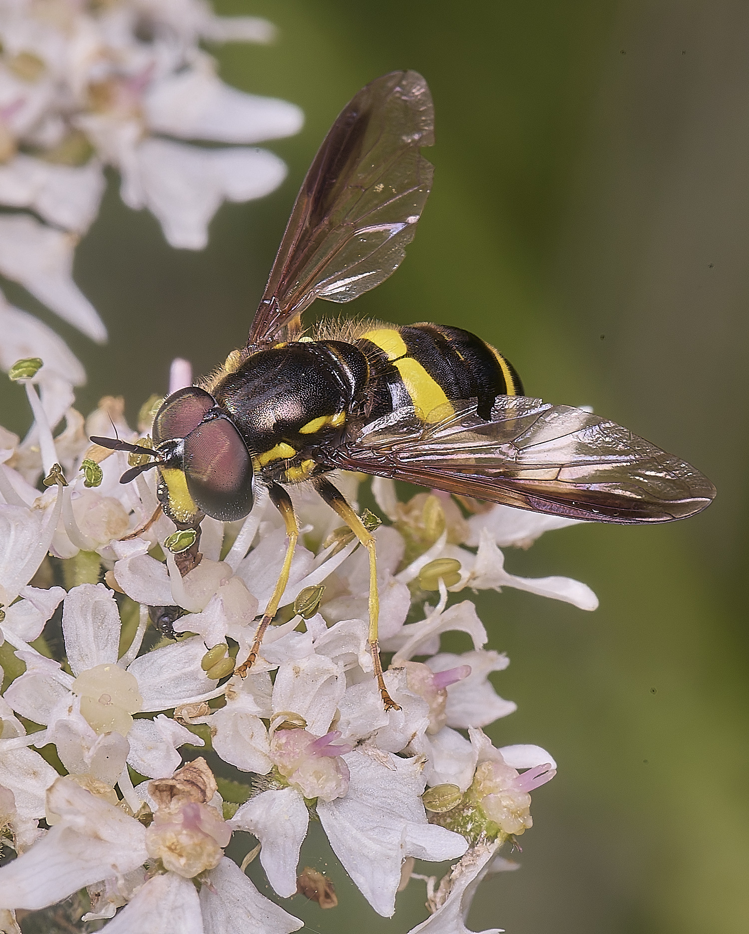 Marlingfordbicinctum090725-3