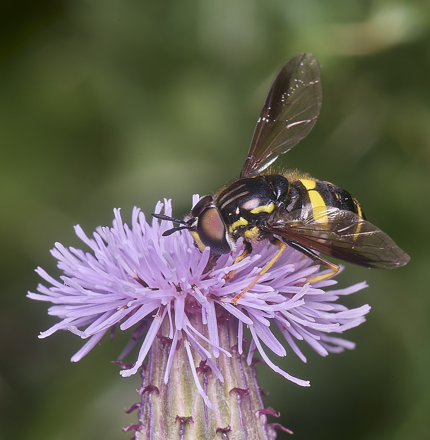 Marlingfordbicinctum090725-6