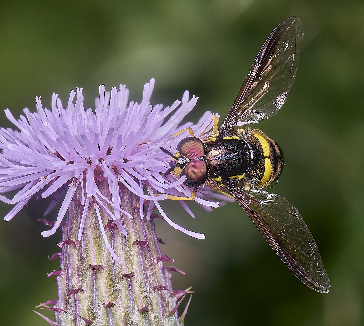 Marlingfordbicinctum090725-7