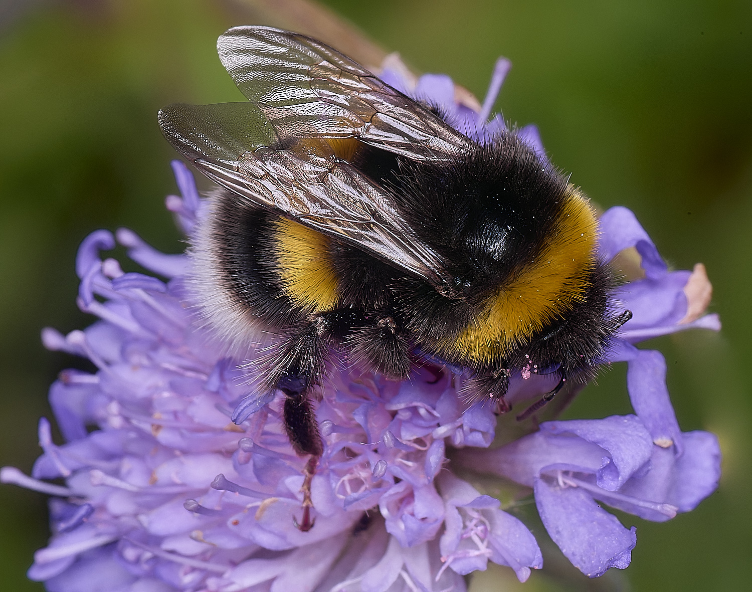 MarlingfordBumble090725-1