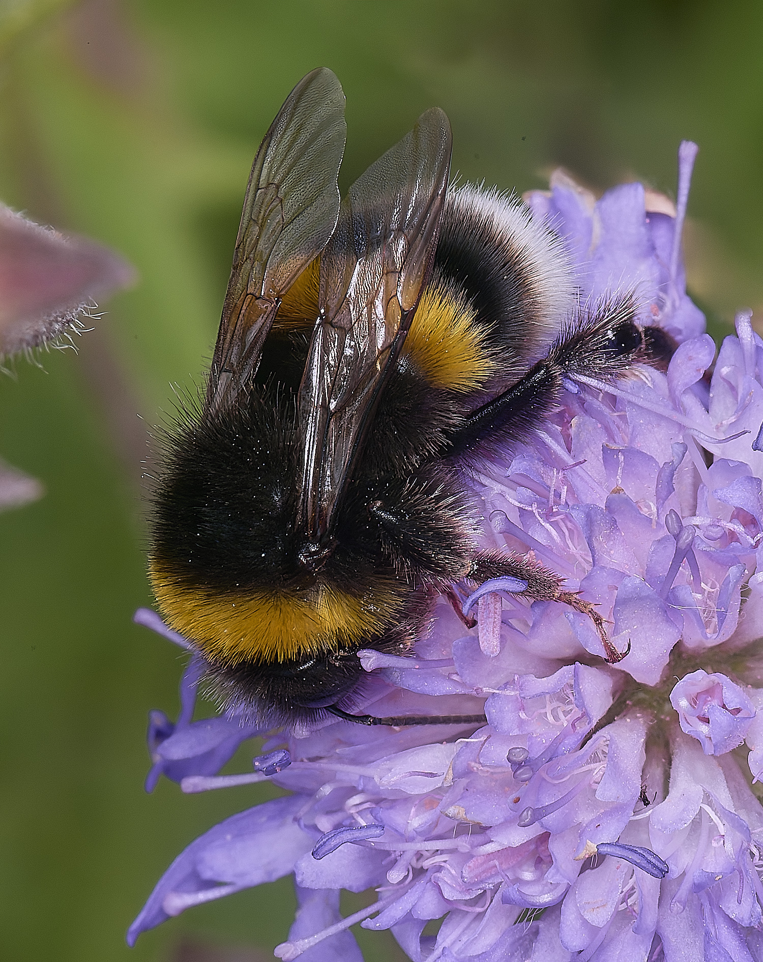 MarlingfordBumble090725-2