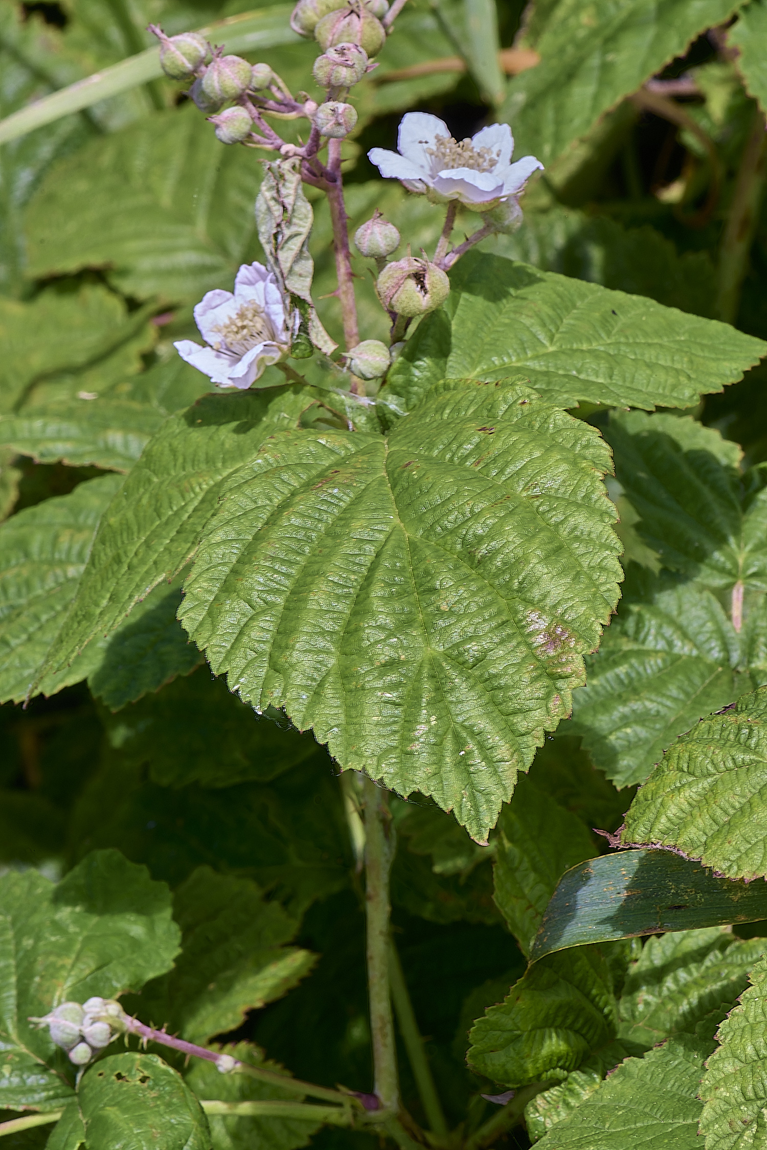 MarlingfordDewberry090725-1