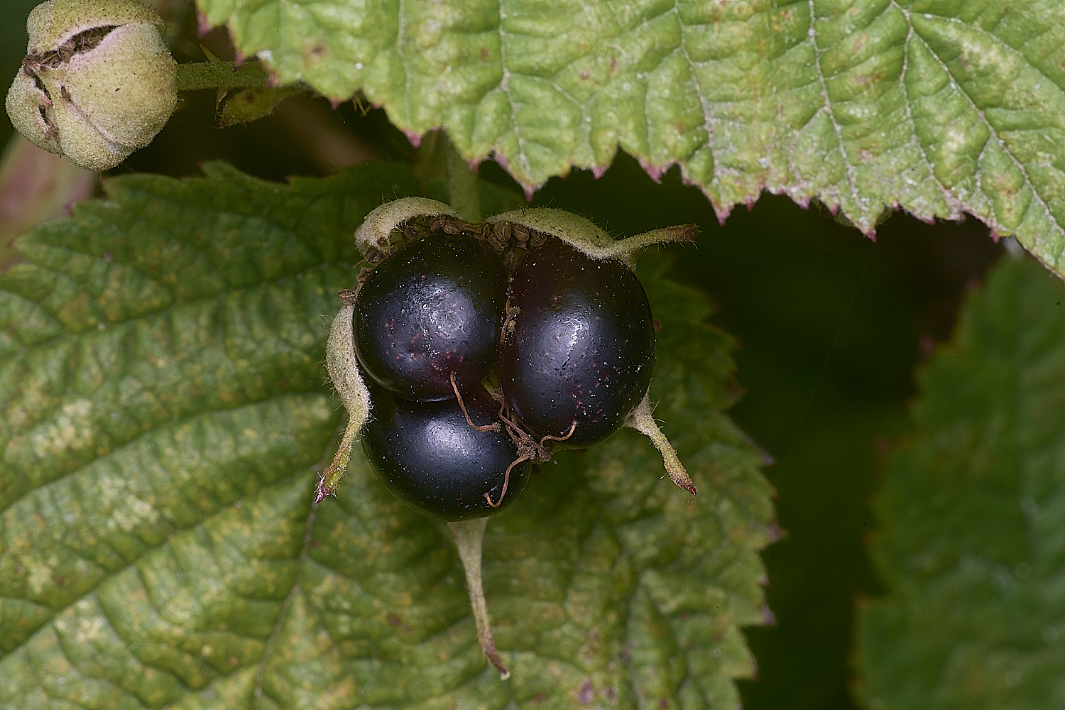 MarlingfordDewberryFlowerBerry090725-2