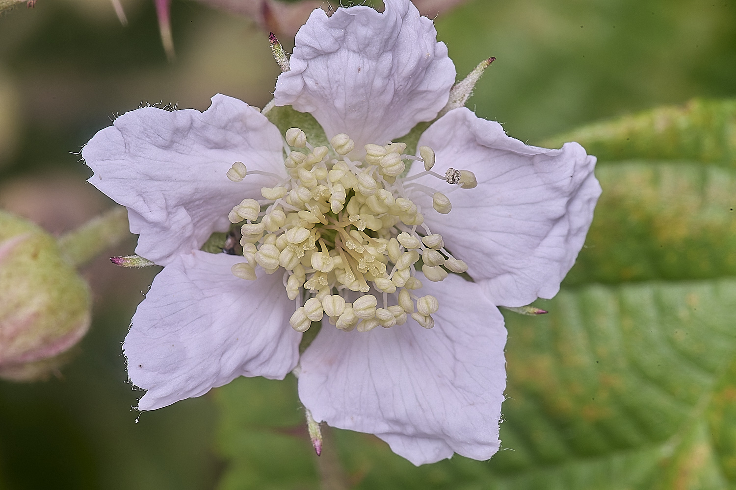 MarlingfordDewberryFlowerFrontView090725-1