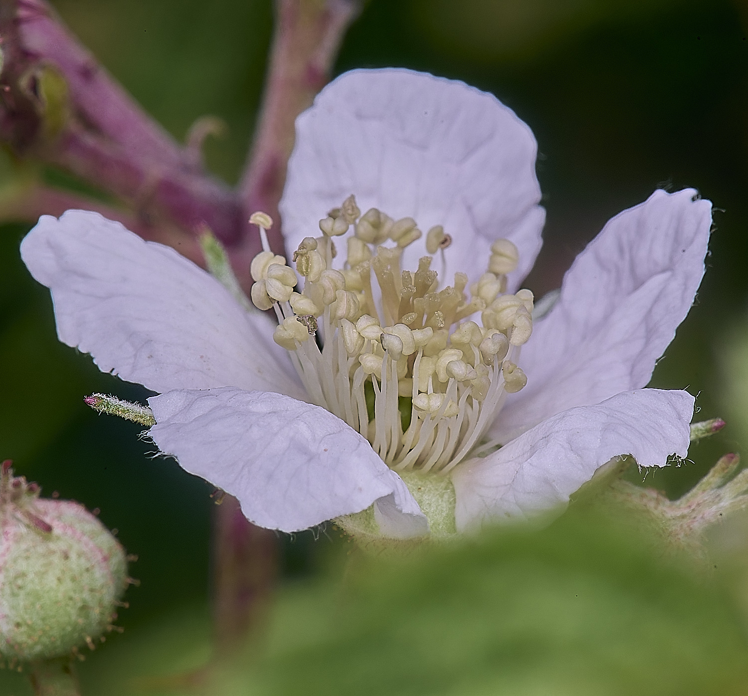 MarlingfordDewberryFlowerSideView090725-1