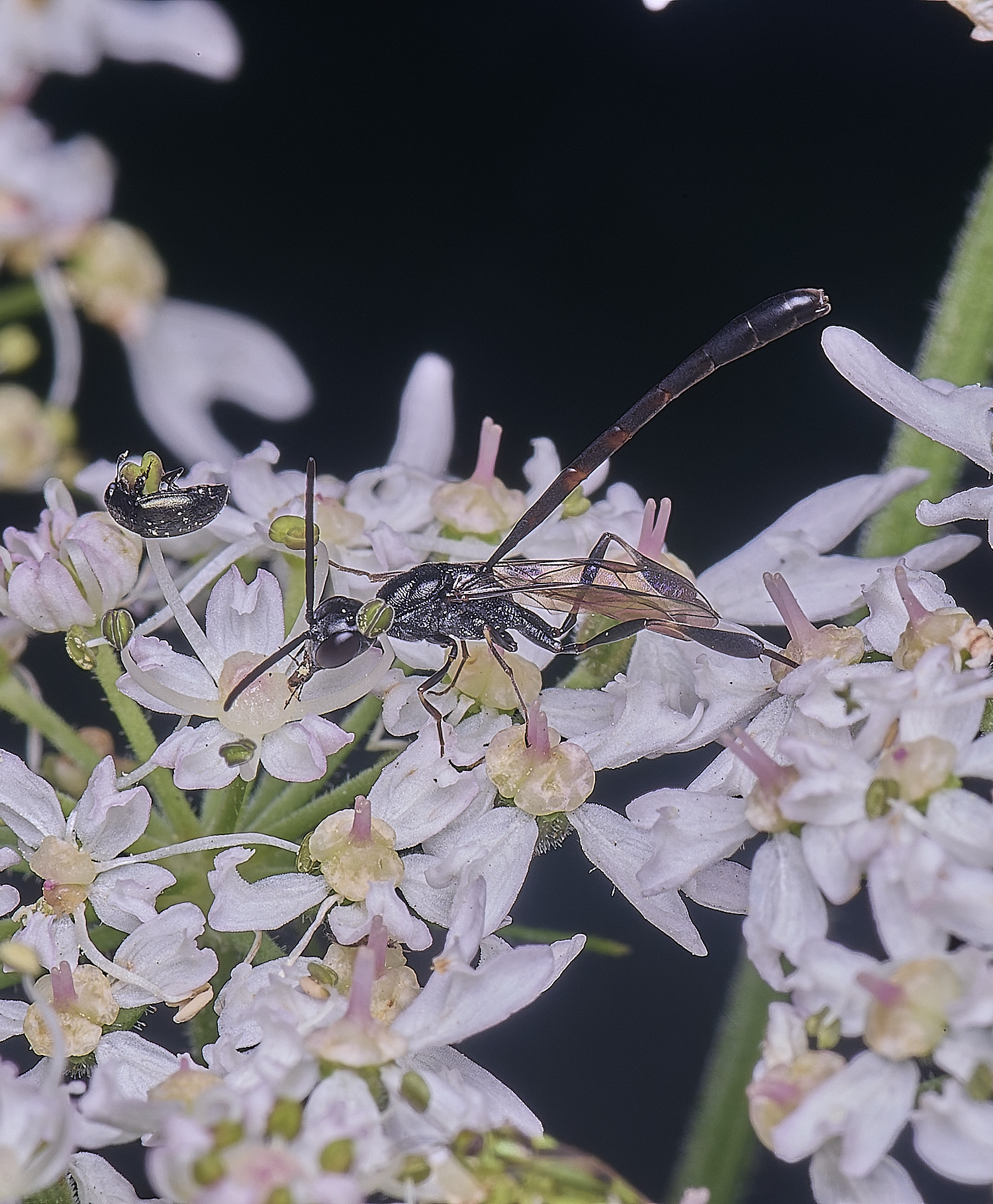 MarlingfordGasteruption090725-1