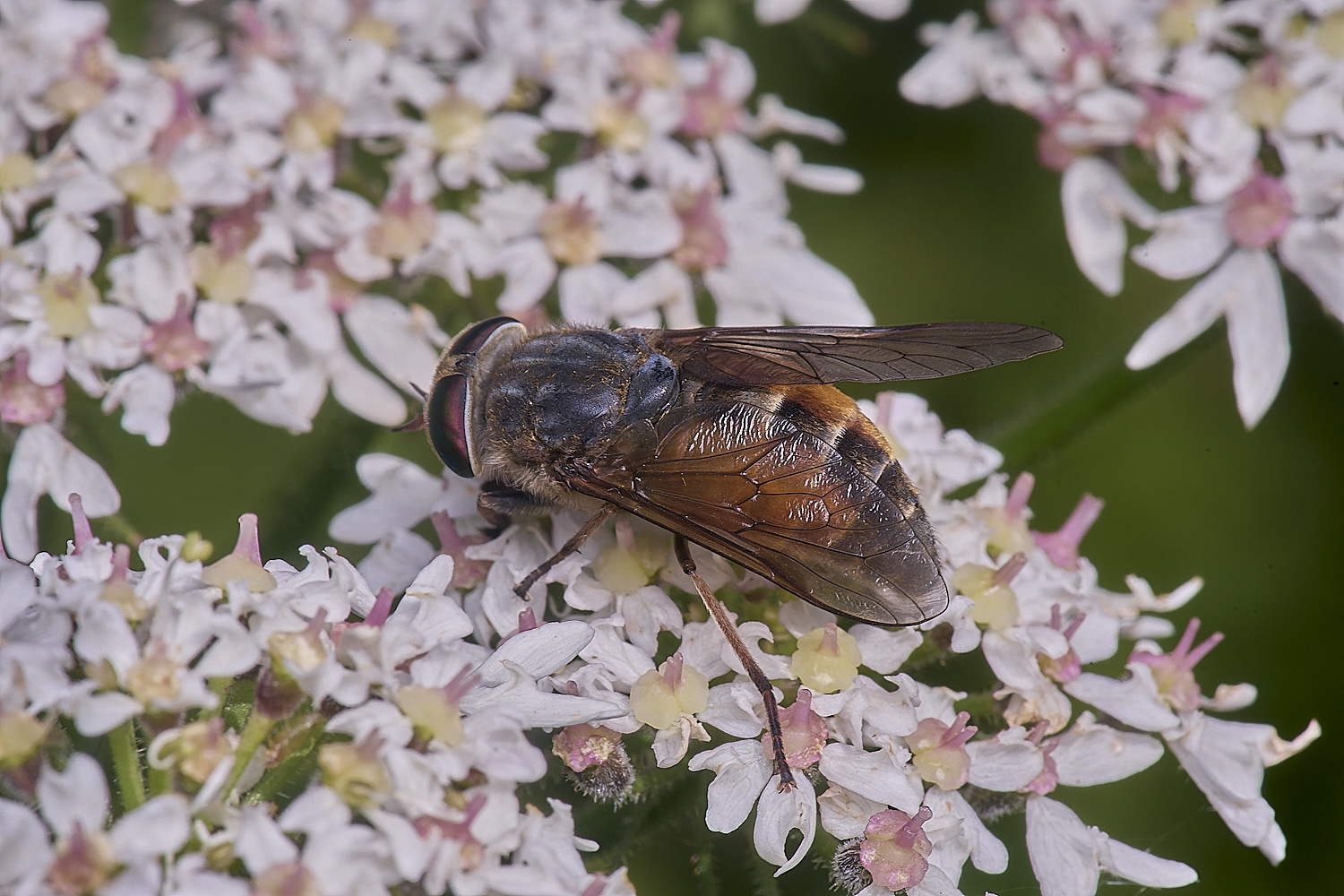 MarlingfordHorsefly090725-1