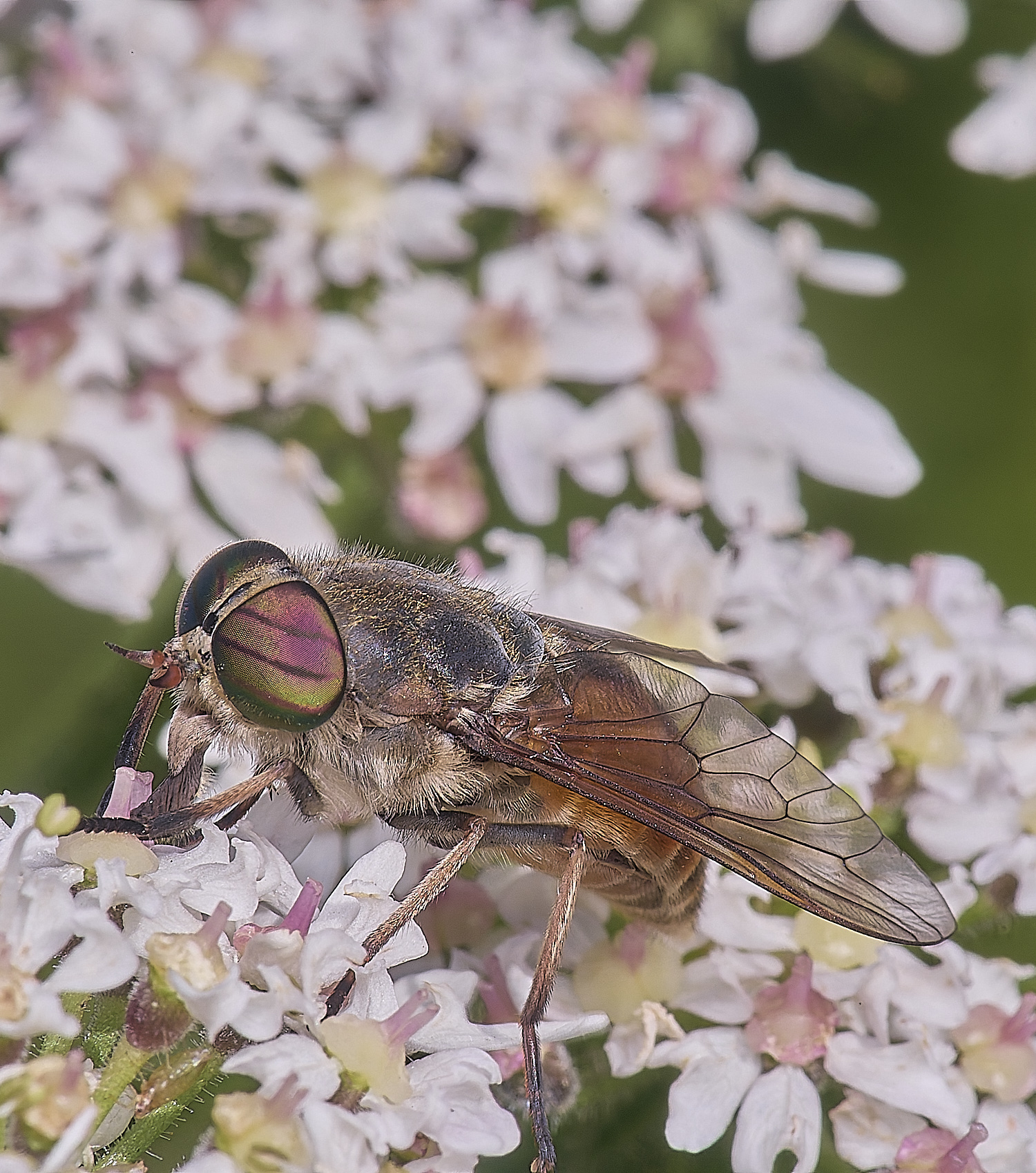 MarlingfordHorsefly090725-2