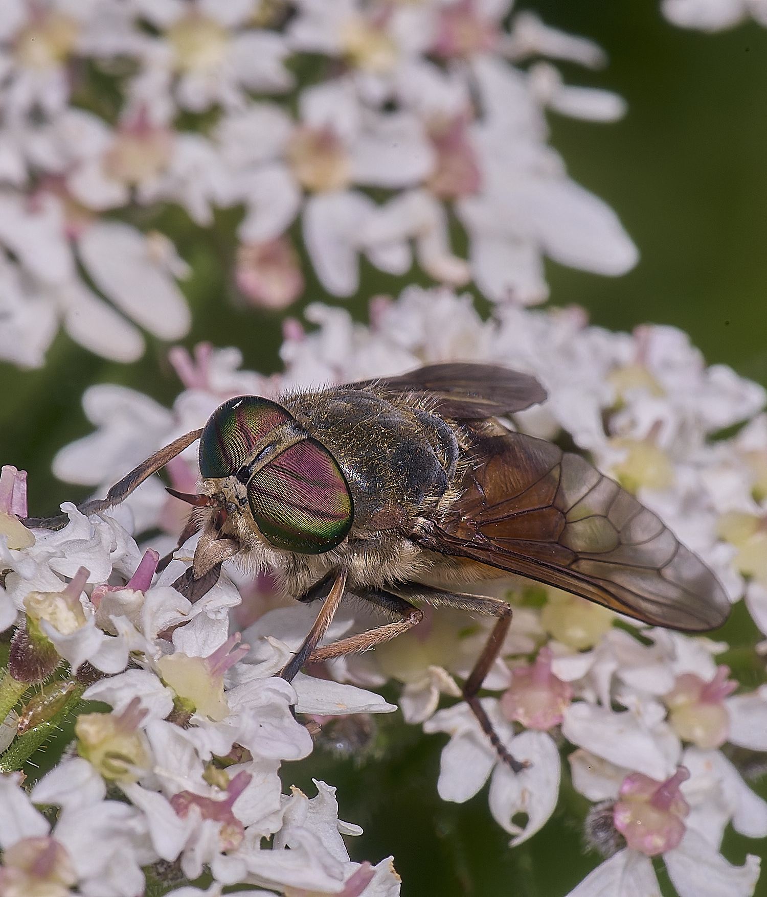 MarlingfordHorsefly090725-3