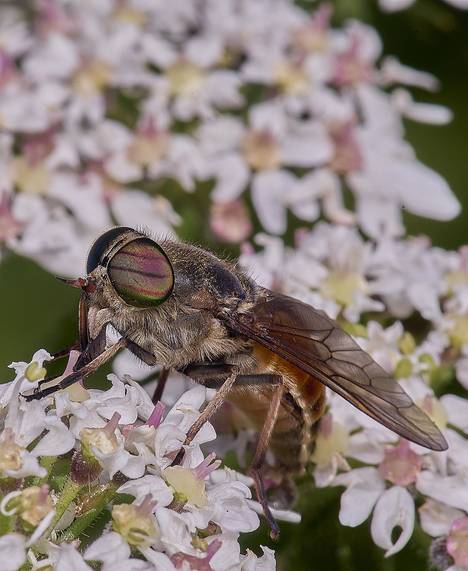 MarlingfordHorsefly090725-4