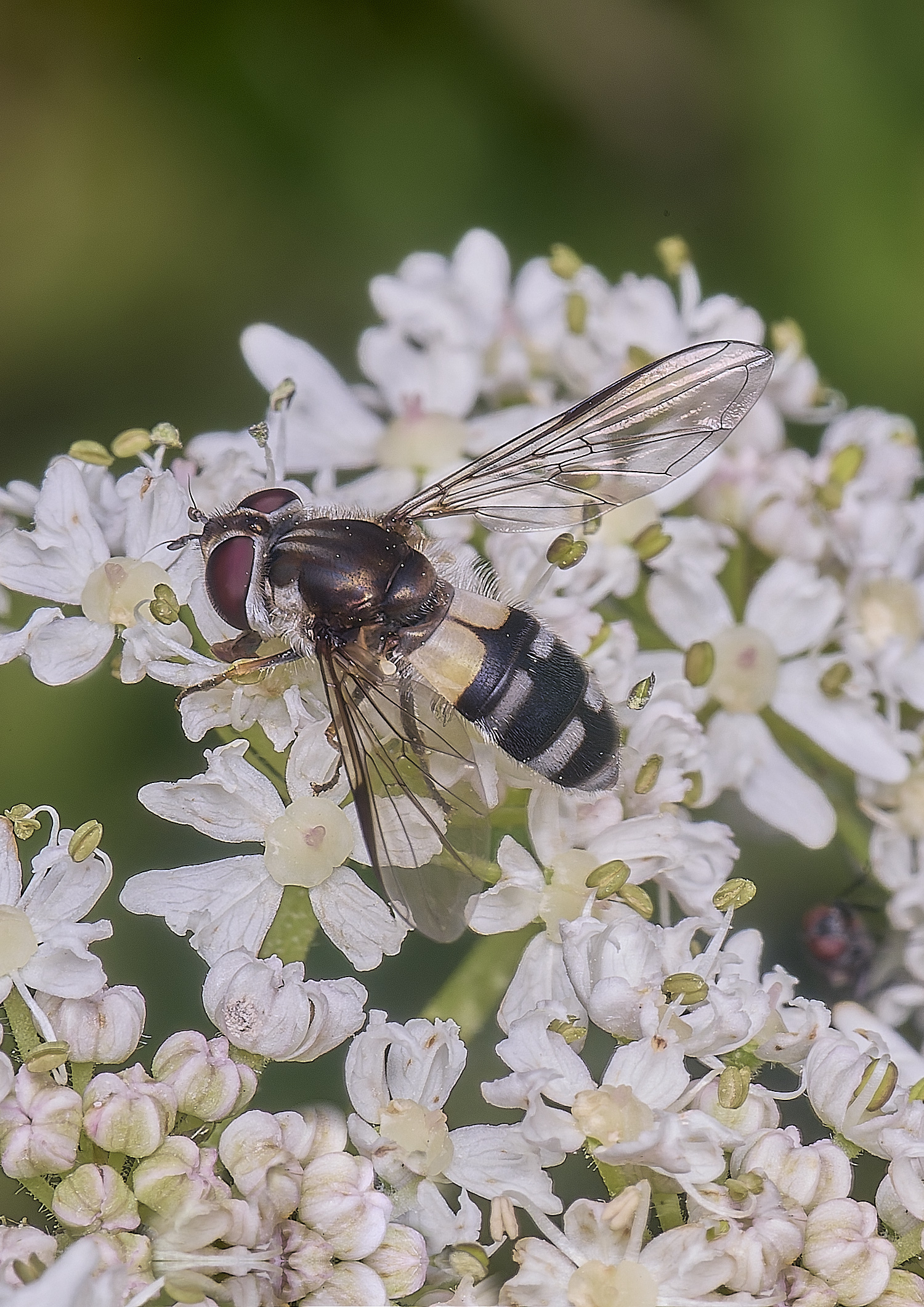 MarlingfordHover090725-4