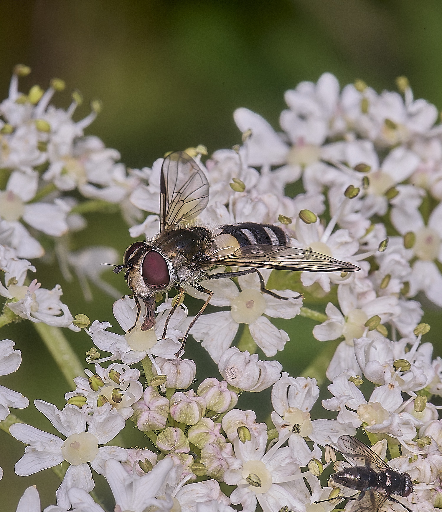 MarlingfordHover090725-5