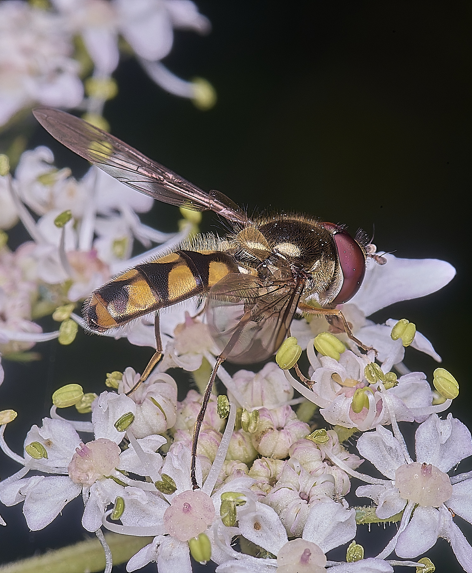 MarlingfordHover2090725-1