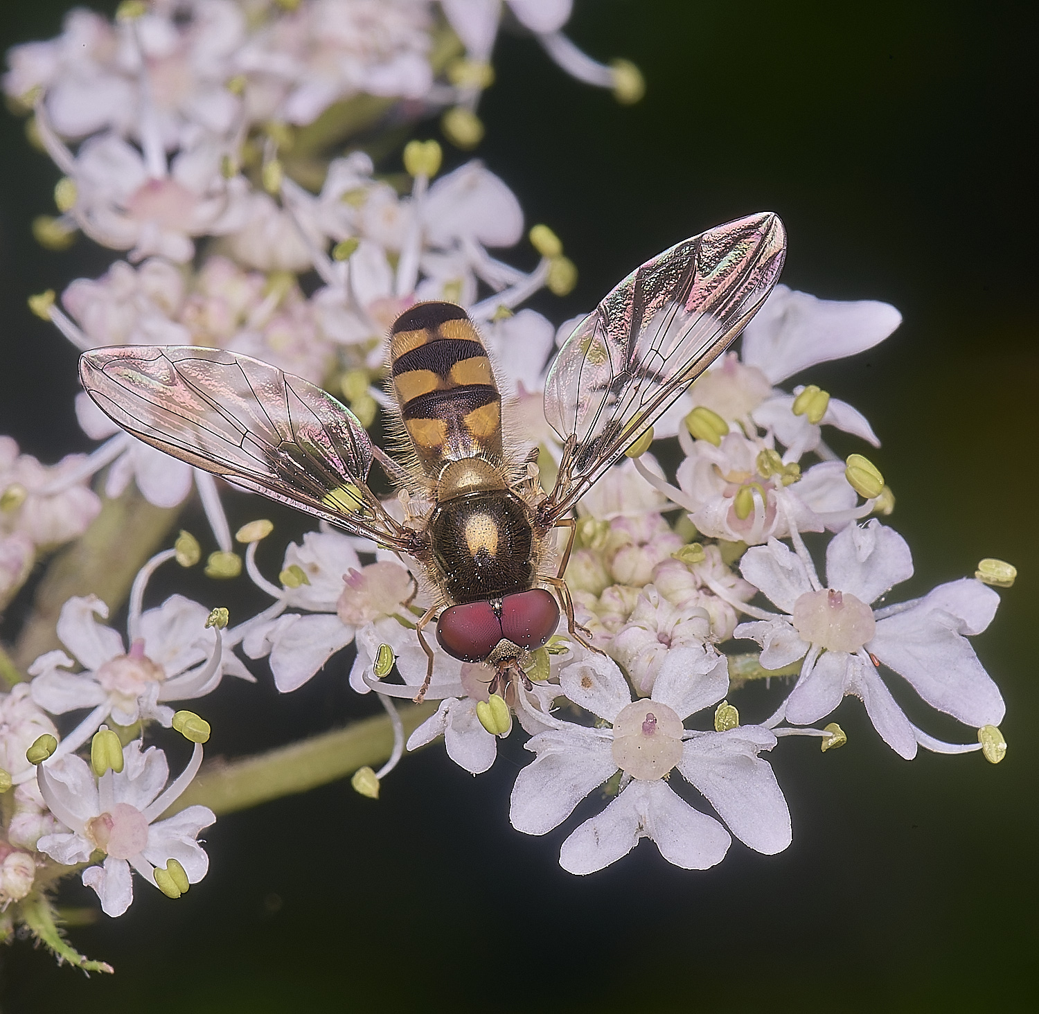MarlingfordHover2090725-3