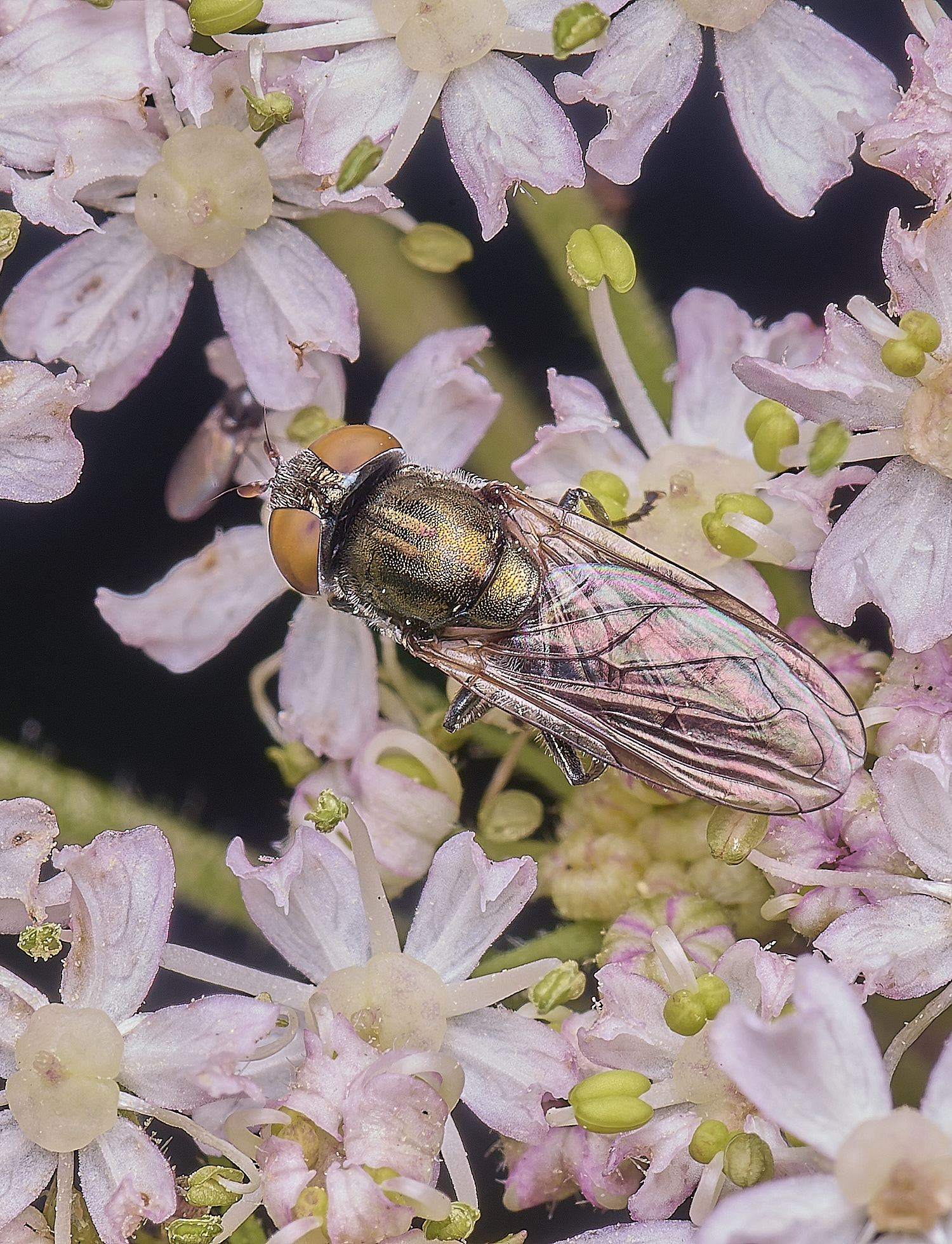 MarlingfordHover3090725-1