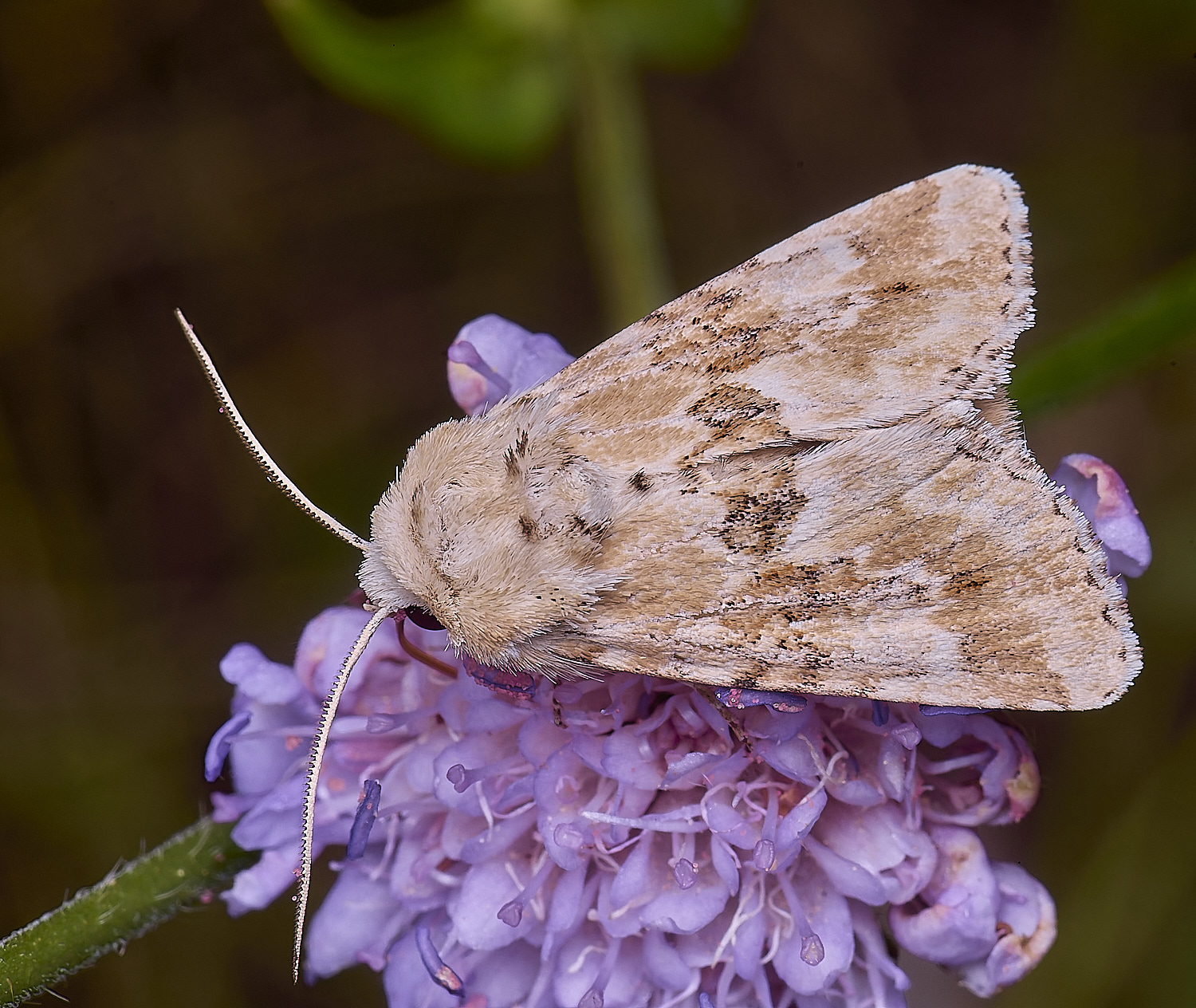 MarlingfordMoth090725-2