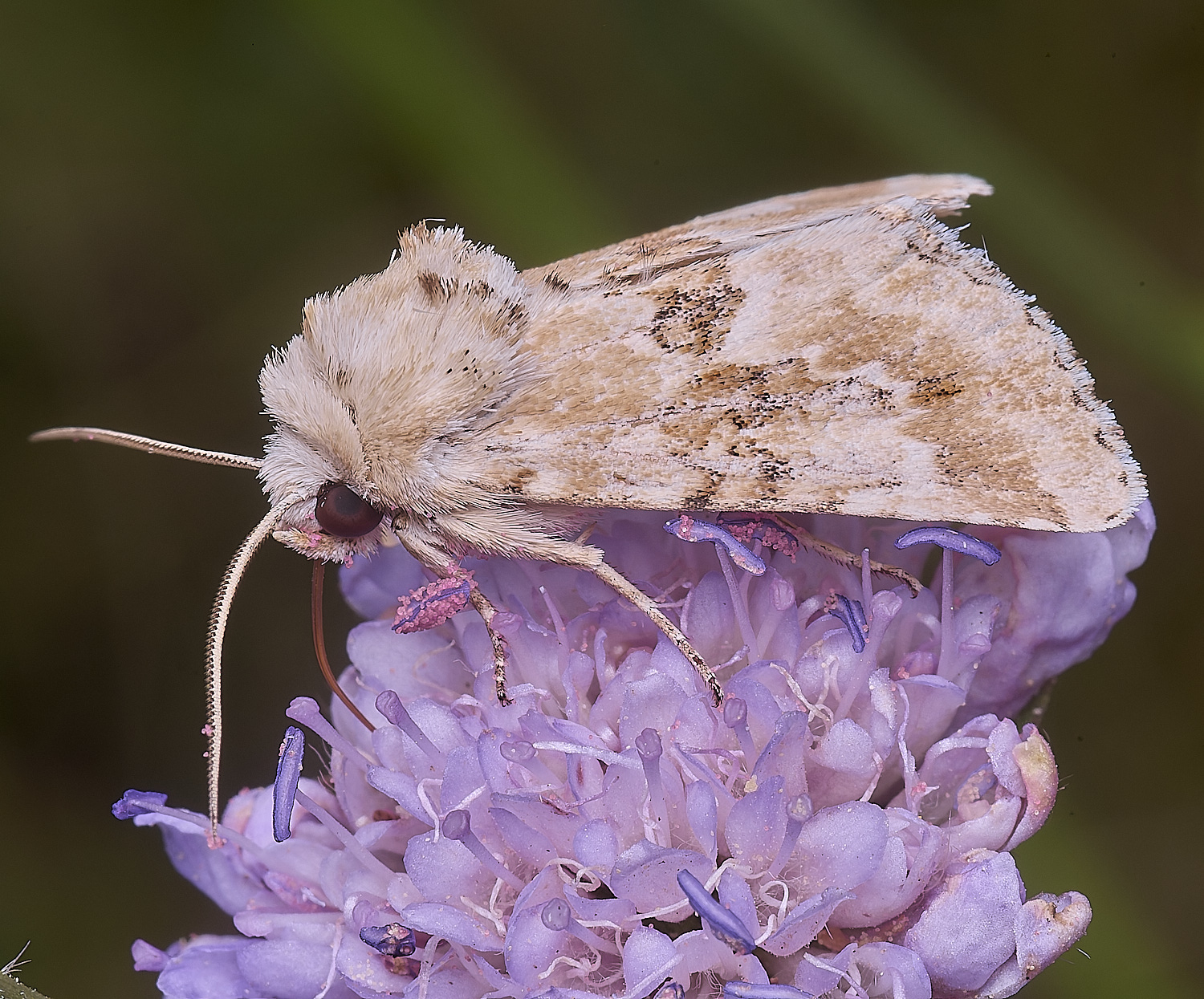 MarlingfordMoth090725-3