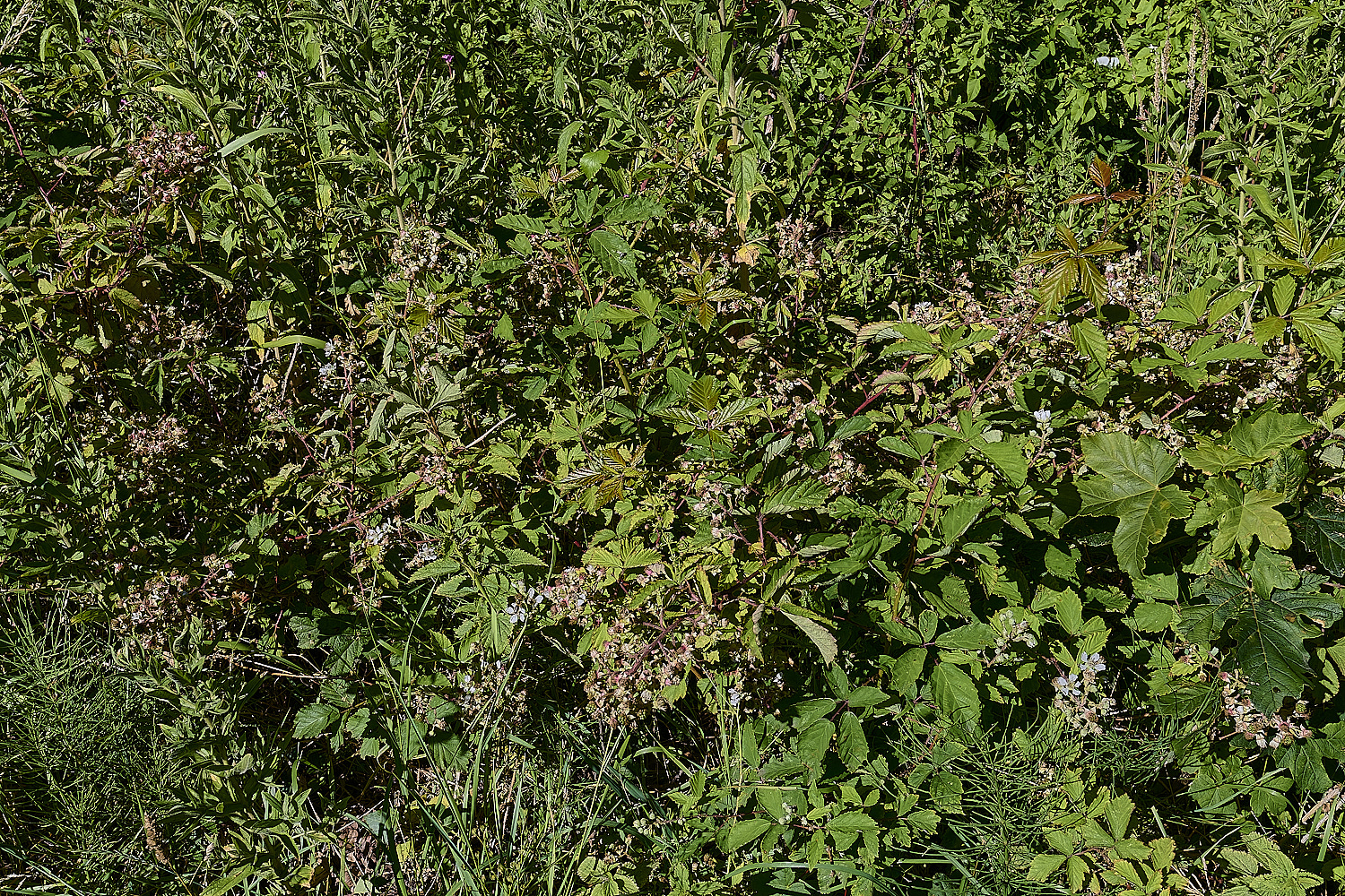 MarlingfordRubus2BushView090725-1