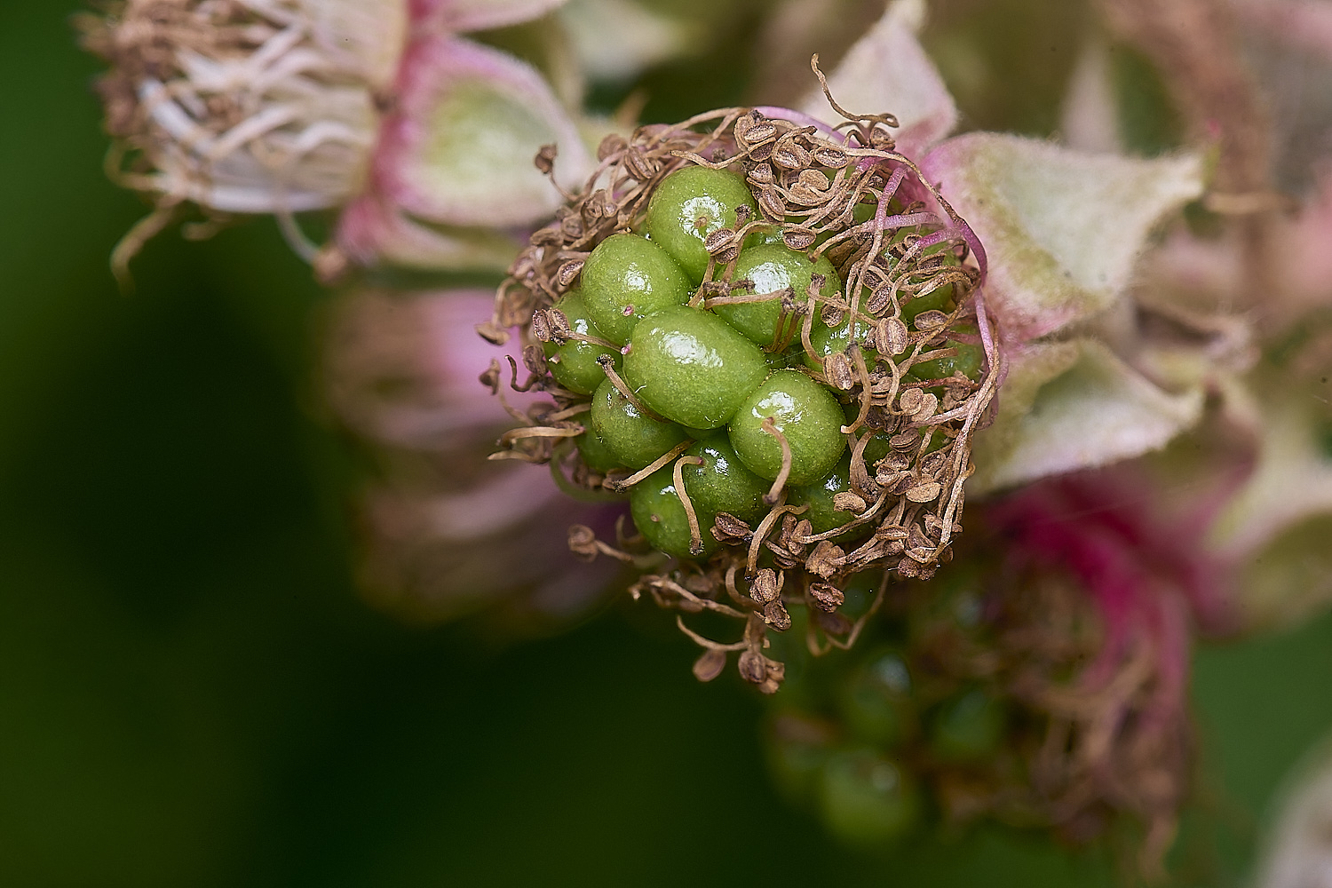 MarlingfordRubus2FllowerBerry090725-1