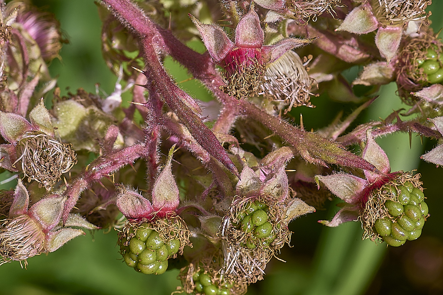 MarlingfordRubus2FllowerBerry090725-2