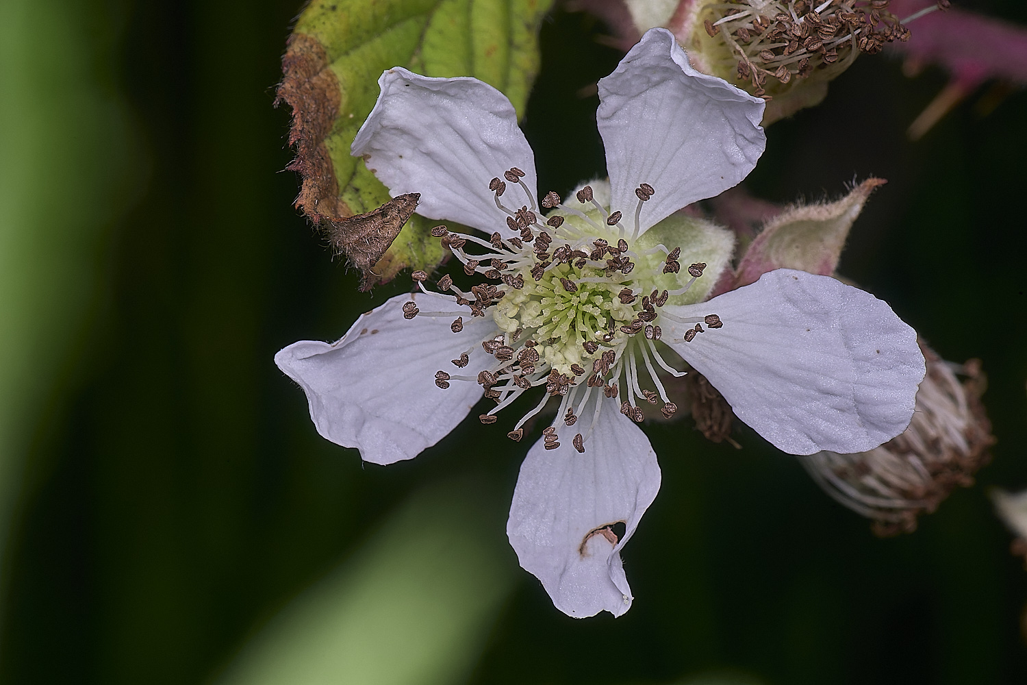 MarlingfordRubus2FllowerFrontView090725-1