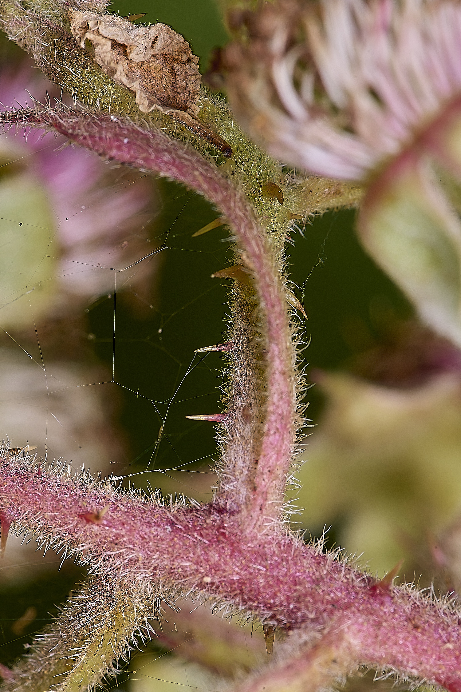 MarlingfordRubus2FllowerPetiole090725-1