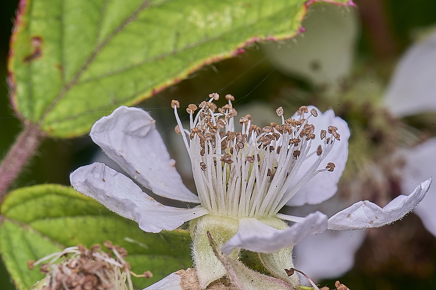 MarlingfordRubus2FllowerSideView090725-1