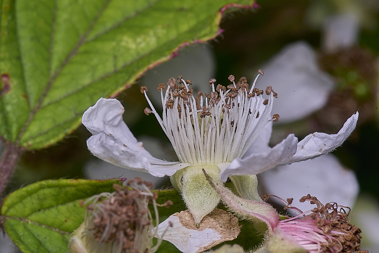 MarlingfordRubus2FllowerSideView090725-2