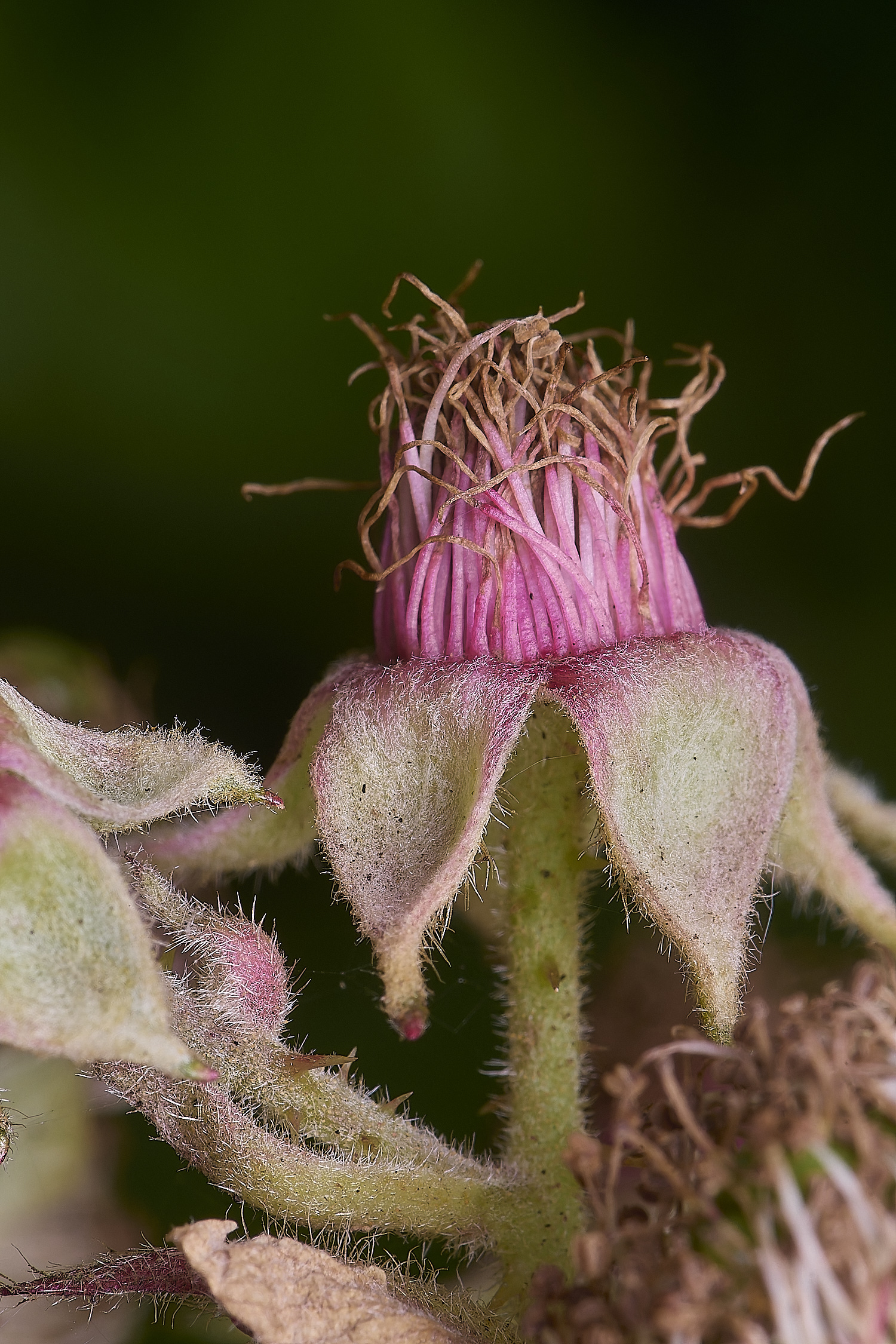MarlingfordRubus2FllowerSideView090725-3