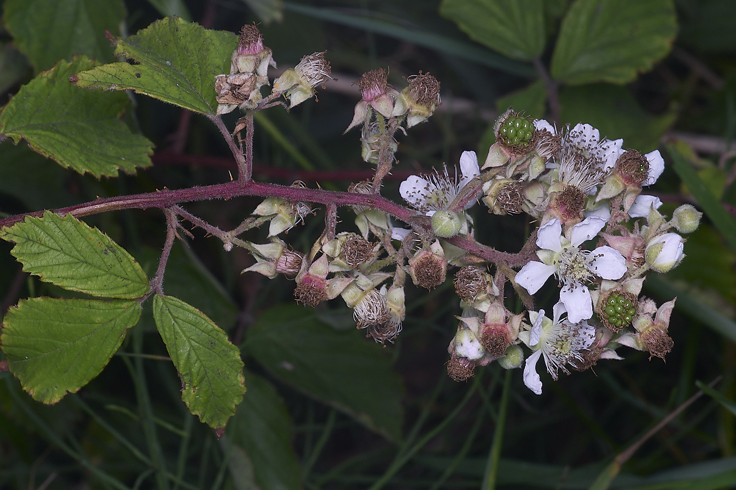 MarlingfordRubus2Inflorescence090725-1