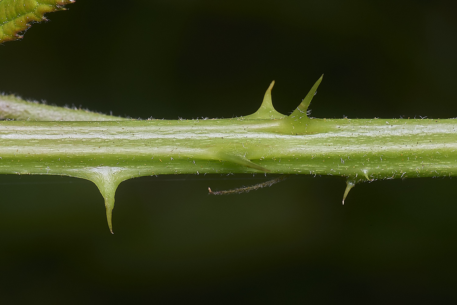 MarlingfordRubus2PrimocaneCloseUp090725-1