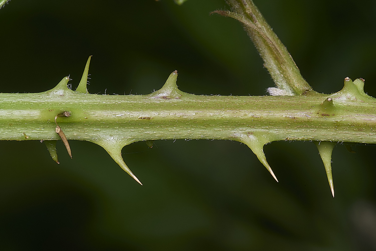 MarlingfordRubus2PrimocaneCloseUp090725-2