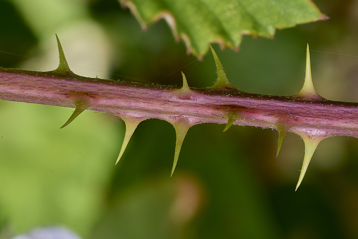 MarlingfordRubus2PrimocaneCloseUp090725-3